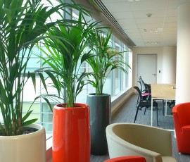 Décoration végétale espace d'attente société DIM