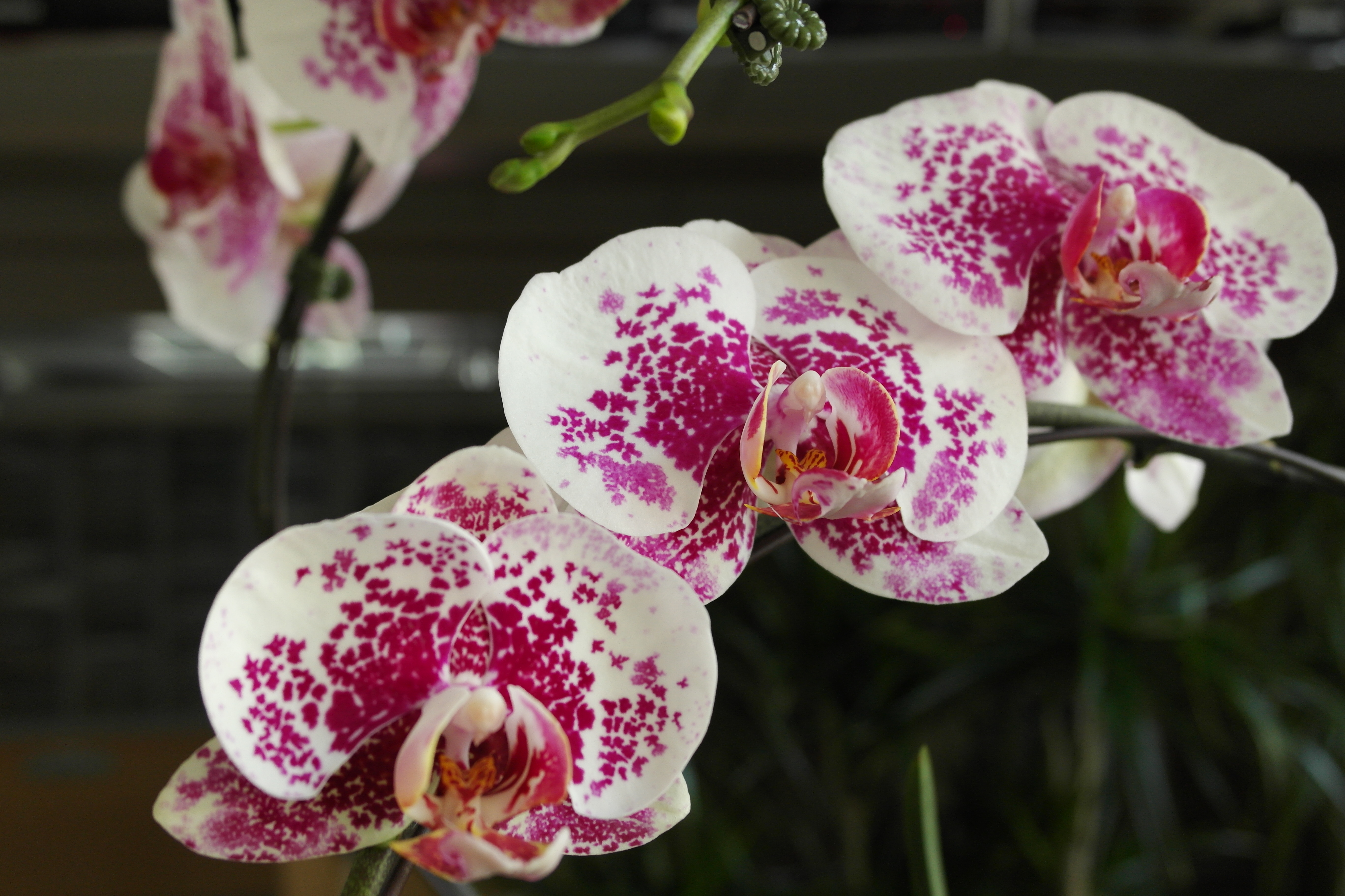 décoration florale avec orchidées